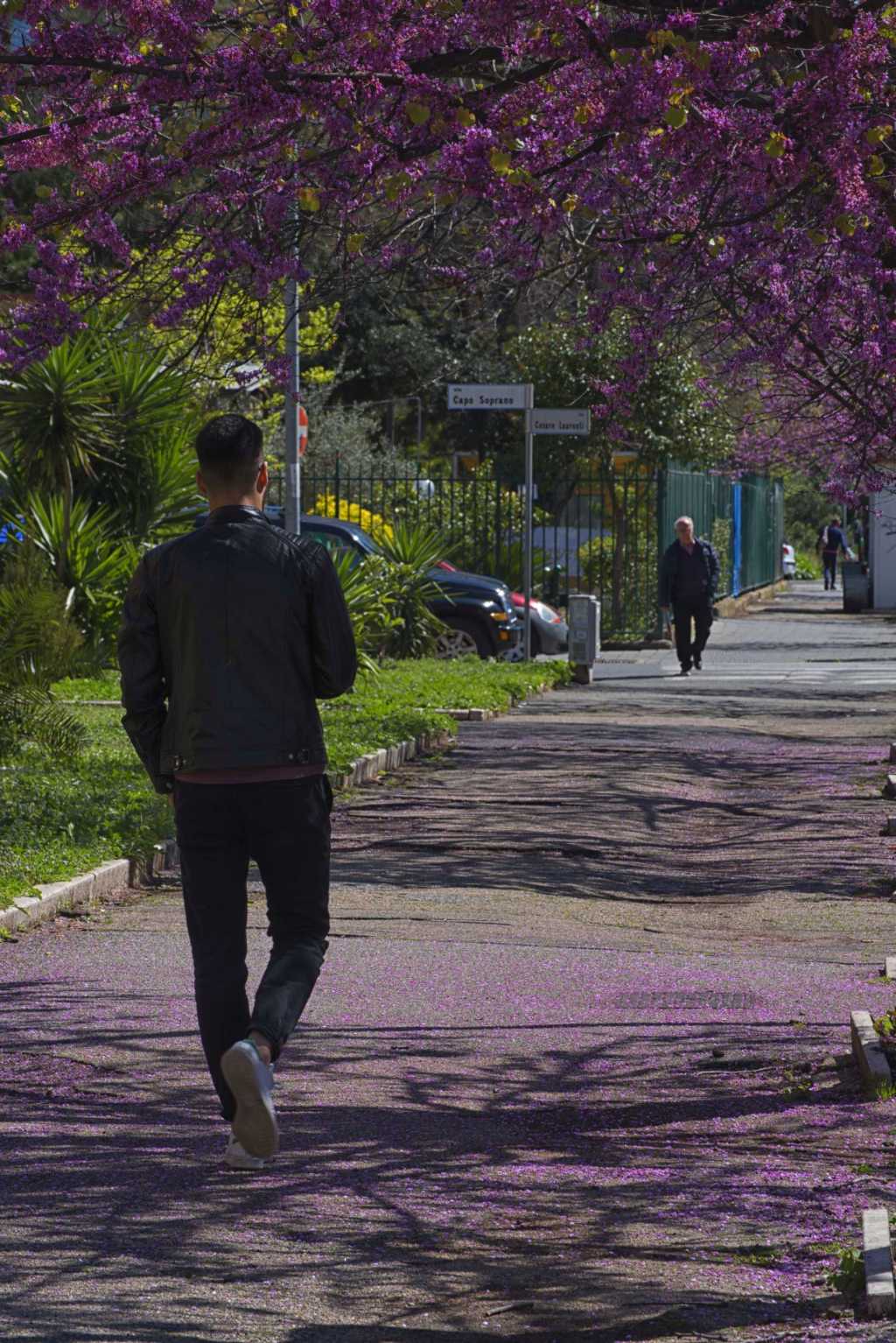 Anche Ostia ha il suo Hanami